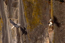Kittiwake flying from cliff {Rissa tridactyla} Talan Is Okhotsk Sea E Russia