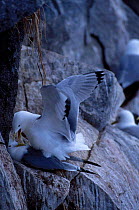 Kittiwakes mating at nest site {Rissa tridactyla} Talan Is Okhotsk Sea E Russia
