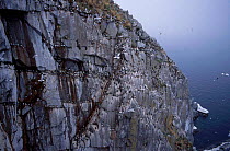Kittiwake {Rissa tridactyla} Common guillemot {Uria aalge} cliff colony Talan Is Russia