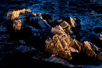 Kittiwakes on offshore rocks {Rissa tridactyla} Talan Is Okhotsk Sea E Russia