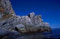 Kittiwake colony on cliffs {Rissa tridactyla} Talan Is Okhotsk Sea E Russia