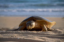 Flat backed turtle {Chelonia depressa} climbing up beach to lay eggs Crab Is QLD