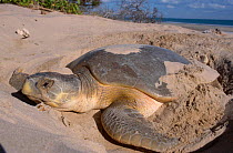Flat backed turtle {Chelonia depressa} digging nest on beach Crab Is QLD Australia Cape