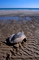 Flat backed turtle {Chelonia depressa} returns to sea Crab Is QLD Australia Cape York