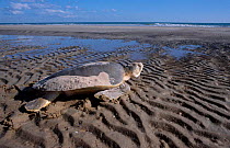 Flat backed turtle {Chelonia depressa} returns to sea Crab Is QLD Australia Cape York