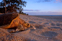 Hawksbill turtle {Eretmchelys imbricata} laying eggs on beach Crab Is QLD Australia Cape