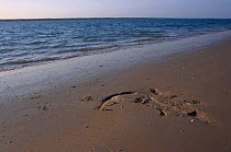 Imprint of Saltwater crocodile on sand {Crocodylus porosus} Crab Is Queensland Australia