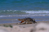 Saltwater crocodile on beach {Crocodylus porosus} Crab Is Queensland Australia Cape York