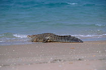 Saltwater crocodile returning to sea {Crocodylus porosus} Crab Is Queensland Australia Cape