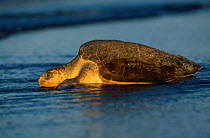 Olive ridley turtle returns to sea at dawn. Costa Rica {Lepidochelys olivacea}