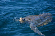 Olive ridley turtle swims in sea with head out. Costa Rica {Lepidochelys olivacea}