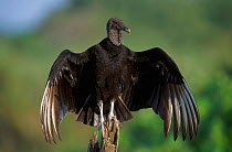 Black vulture sunning {Coragyps atratus} Costa Rica