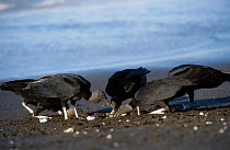 Black vultures {Coragyps atratus} feed on exposed Olive ridley turtle eggs. Costa Rica