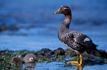 Flightless steamer duck ducklings {Tachyeres pteneres} Falkland Is