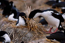 King cormorant brings nesting material to nest {Phalacrocorax albiventer} Falkland Is