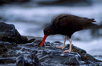 Blackish oystercatcher foraging for molluscs {Haematopus ater} Falkland Is