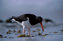 Magellanic oystercatcher foraging for worms {Haematopus leucopodus} Falkland Is