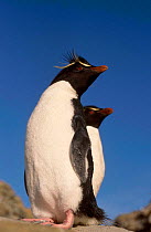 Rockhopper penguin {Eudyptes chrysocome / crestatus} Falkland Is