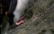 Rockhopper penguin close-up of feet rock hopping {Eudyptes chrysocome / crestatus} Falkland Is