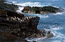 Rockhopper penguins coming ashore {Eudyptes chrysocome / crestatus} Falkland Is