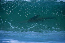 South American / Patagonian sealion in surf {Otaria flavescens} Falkland Is