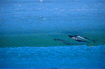 Piebald (Commersons) dolphins surfing {Cephalorhynchus commersonii} Falkland Is