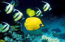 Golden butterflyfish {Chaetodon semilarvatus} + Red sea bannerfish
