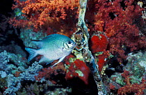 Whitebellied damselfish tending eggs {Amblyglyphidodon leucogaster} Red Sea