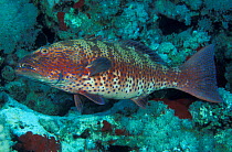 Royal coral /Spotted grouper {Plectropomus p marisurbri} Papua New Guinea