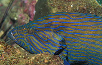 Bluelined hind / Grouper {Cephalopholis formosa} Andaman sea, Thailand