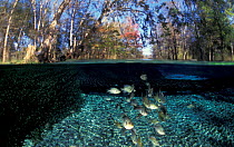 River Basslets {Grammidae} Florida, USA