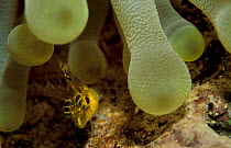 Diamond blenny lives in anemone {Malacoctenus boehlkei} Caribbean sea