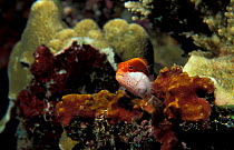 Freckled hawkfish {Paracirrhites forsteri} Papua New Guinea