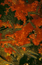 Five line cardinal fish in coral {Cheilodipterus quinquelineatus} Red Sea