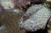 Bigmouth triplefin {Helcogramma sp} on soft coral, Banda Island, Moluccas, Indonesia