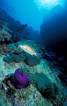 Checkered snapper on coral reef {Lutjanus decussatus} Richelieux Rock, Andaman Sea