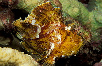 Paper fish / Leaf scorpionfish {Taenianotus triacanthus} Soloman Islands, South Pacific
