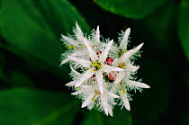 Buckbean / Bogbean flower {Menyanthes trifoliata} UK
