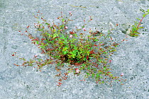 Herb robert {Geranium robertianum} growing in limestone pavement. UK