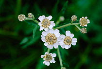 Yarrow flower {Achillea millefolium} Peak District NP, UK