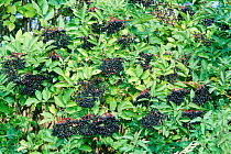 Common elder berries {Sambucus nigra} Gloucestershire, UK