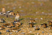 Flock of Snow buntings feeding {Plectrophenax nivalis} Norfolk, UK