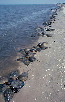 Horseshoe crabs massing to spawn {Limulus polyphemus} Delaware Bay USA May 1997