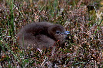 Arctic skua chick {Stercorarius parasiticus} Shetland Islands Scotland UK