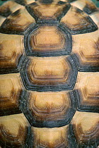 Shell detail of Hermanns tortoise {Testudo hermanni} France Endangered