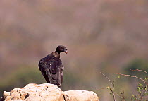 King vulture juvenile {Sarcorhamphus papa} Caatinga habitat Brazil