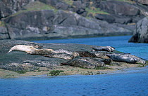 Group of Common seal basking on rock {Phoca vitulina} Skye Scotland UK