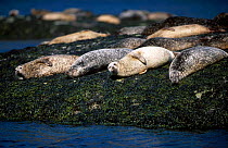 Group of Common seal on rock {Phoca vitulina} Skye Scotland UK