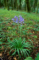 Bluebell single plant in flower {ymion nonscriptus} Scotland UK