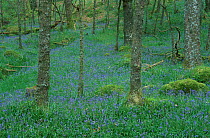 Bluebells in flower in woodland {ymion nonscriptus} Scotland UK